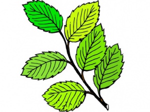 leaves-clip-art-leaves-clip