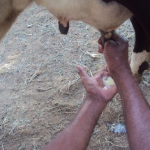 mastitis-milking-of-diseased-cow-by-govindan