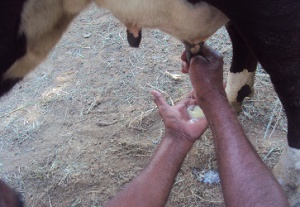 mastitis-milking-of-diseased-cow-by-govindan