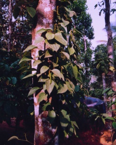 wilt-resistant-variety-of-pepper