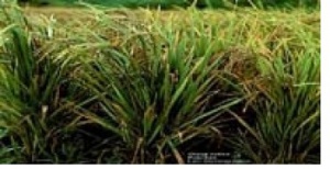 01d3bd4a41e8c65d36a8a81244c4a8ae-579_340x180