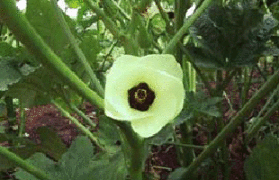 ca8a755f1817ab0604786309cadf2e2a-571_340x180