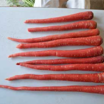 Improved Variety of Carrot