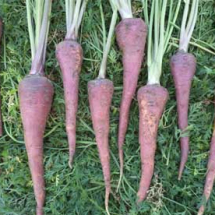 Improved Carrot Variety