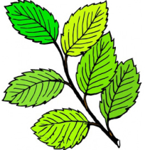 leaves-clip-art-leaves-clip-15-300x224
